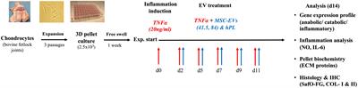 Immunomodulatory potential of mesenchymal stromal cell-derived extracellular vesicles in chondrocyte inflammation